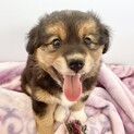 ２か月の男の子【ウニちゃん】子犬