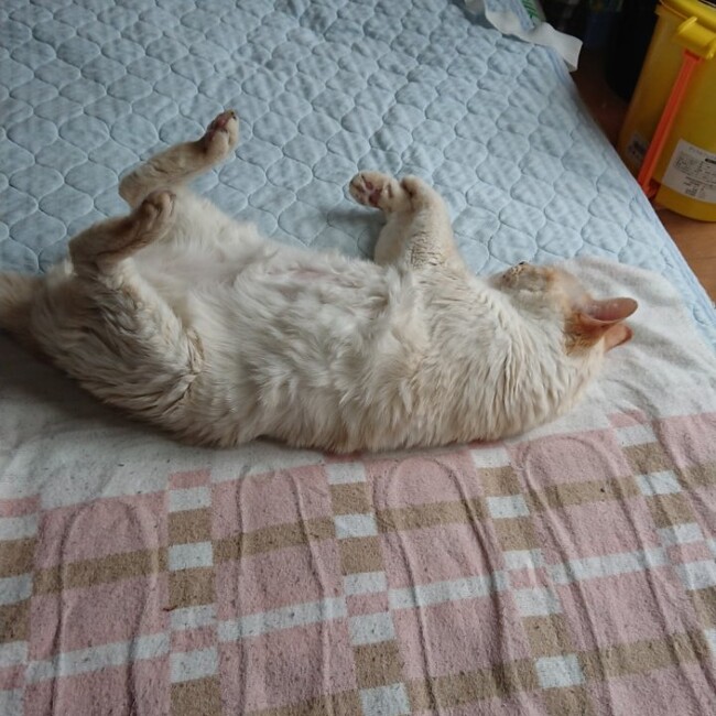 いちぽ2020のカバー写真