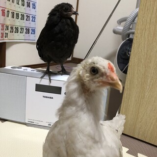 人懐こいアローカナ中雛のペア達