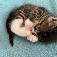 シロ