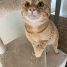 穏やかな茶トラちゃん サムネイル2