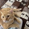 穏やかな茶トラちゃん サムネイル3