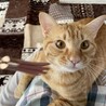 穏やかな茶トラちゃん サムネイル4
