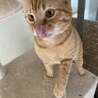 穏やかな茶トラちゃん サムネイル5