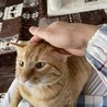 穏やかな茶トラちゃん サムネイル6