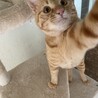 穏やかな茶トラちゃん サムネイル7