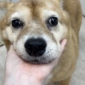 おっとり癒し系のどんちゃんです！