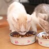 【ボレロ】おかげさまで里親様が決まりました。 サムネイル2