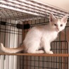 【ボレロ】おかげさまで里親様が決まりました。 サムネイル4