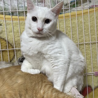 【代理投稿】noちゃん8歳♂去勢済です。