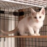 【ボレロ】おかげさまで里親様が決まりました。 サムネイル5
