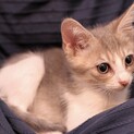 【モッズ】おかげさまで里親様が決まりました。
