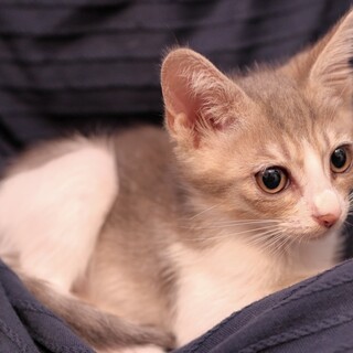 【モッズ】おかげさまで里親様が決まりました。