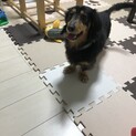 里親募集