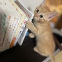 茶トラ4兄弟　マイペースで芯が強いポテチん♡