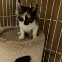 只今交渉中です。2ヶ月位のかわいい三毛ちゃんです