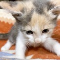 パステル三毛ですෆ⃛「ももちゃん」