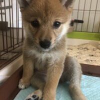 芽結