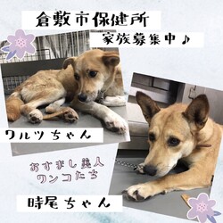 「2021年6月3日の倉敷→全頭譲渡決定！」サムネイル2