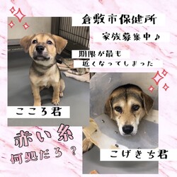 「2021年6月3日の倉敷→全頭譲渡決定！」サムネイル3