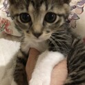 【ブレンズ】おかげさまで里親様が決まりました。