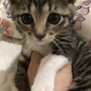 【ブレンズ】おかげさまで里親様が決まりました。