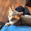 人が大好きなアビシニアン