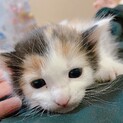 甘えんぼの小さな三毛猫の女の子！！
