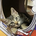 まん丸お目目の元気な仔猫♪いっぱいくんです。