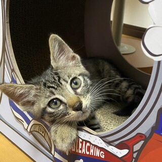 まん丸お目目の元気な仔猫♪いっぱいくんです。