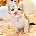 垂れ目のさばしろちゃん