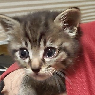 お目メぱっちり