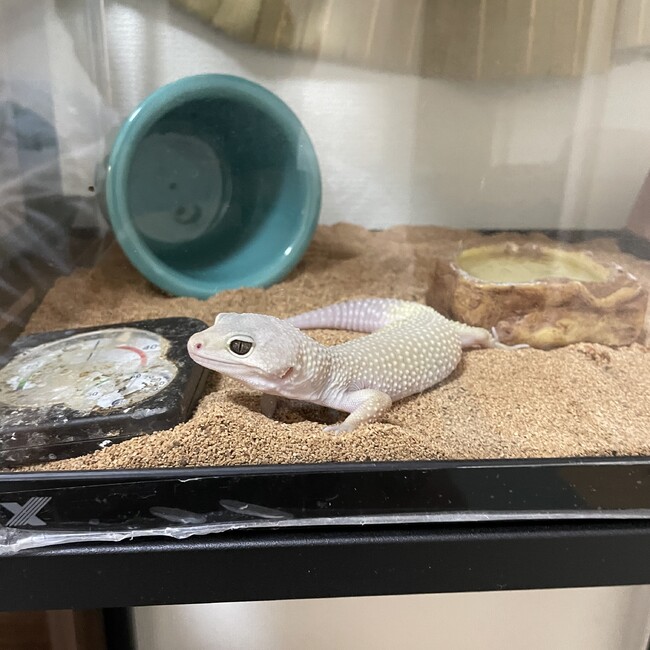 ライス0124のカバー写真