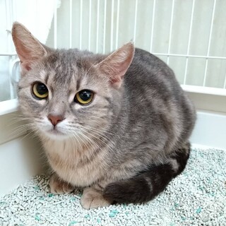 多頭崩壊レスキュー！ビビりです