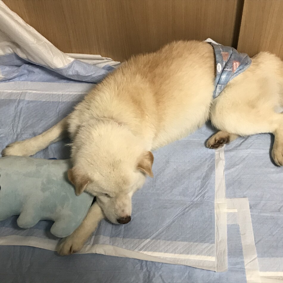 琥珀丸のカバー写真
