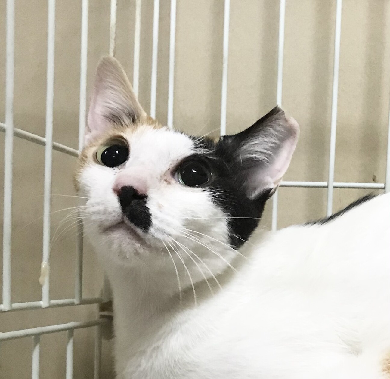 魅惑の美形三毛さん 私も 大阪府 猫の里親募集 ペットのおうち 月間利用者150万人