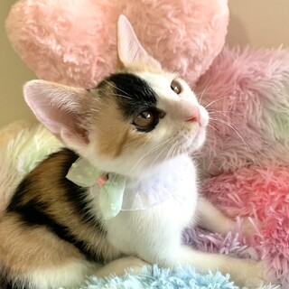 三毛の子猫　6月5日（土）譲渡会（大阪・都島区）