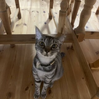 グレータビーが特徴のお外から生き延びたポーちゃん