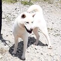 紀州犬女の子ハルミちゃん