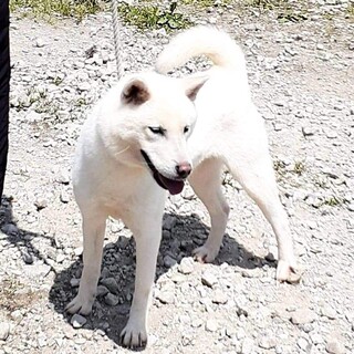 紀州犬女の子ハルミちゃん