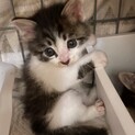お陰様で素敵な里親様が見つかりました
