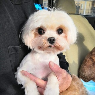 マルチーズのマリーちゃん