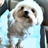 マルチーズのマリーちゃん サムネイル4