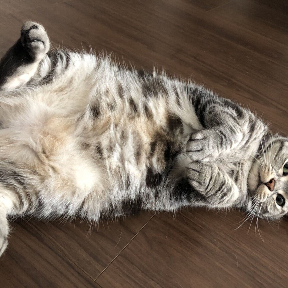 ソルトのカバー写真