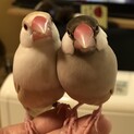 人懐こい男の子同士のラブラブ文鳥ペア達