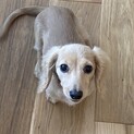 ミニチュアダックス.カニヘンダックス仔犬