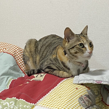 の写真