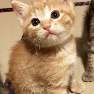 ベタなれキーチちゃん