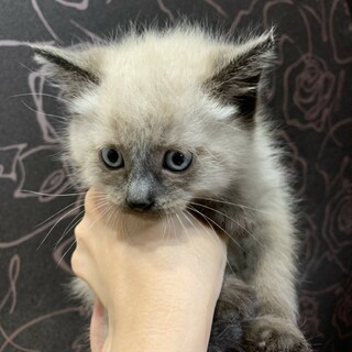 【6/27譲渡会】シャム系男の子