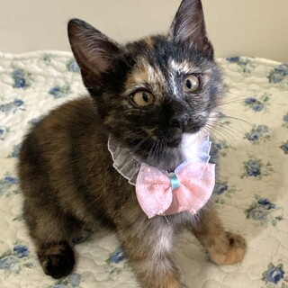 サビ　子猫　6/5(土)譲渡会(大阪・都島区)